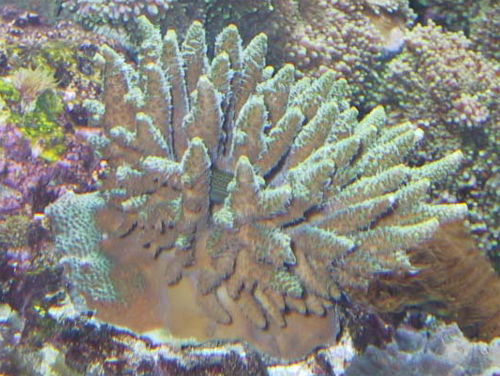 Acropora