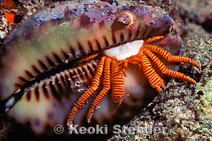 Trizopagurus strigatus