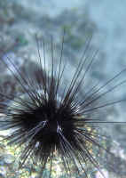 Diadema antillarum