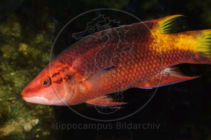 Bodianus pulchellus