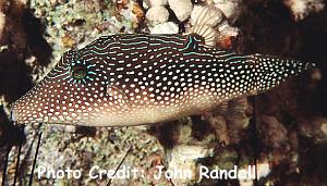 Canthigaster margaritatus