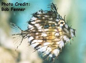 Chaetodermis pencilligerus