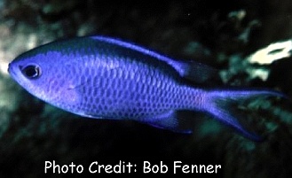 Chromis cyaneus