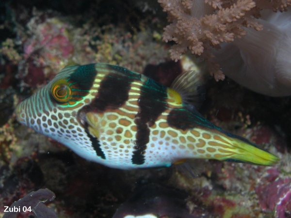 Canthigaster valentini