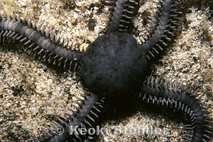 Ophiocoma erinaceus