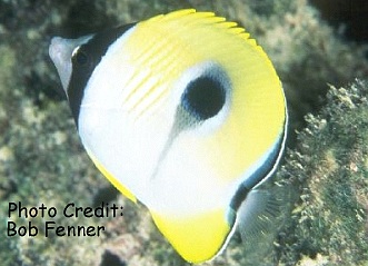 Chaetodon unimaculatus