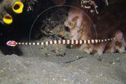 Doryrhamphus dactyliophorus