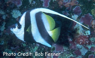 Heniochus acuminatus