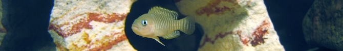 Myripristis murdjan