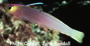 Nemateleotris helfrichi