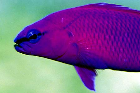 Pseudochromis fridmani