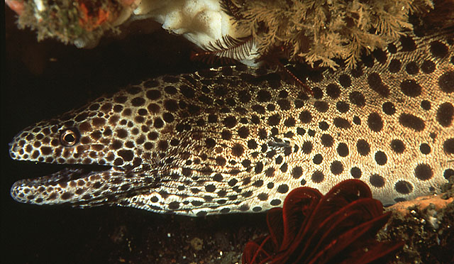 Gymnothorax favagineus