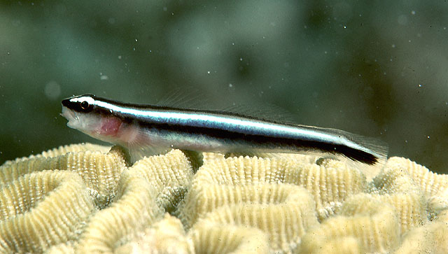 Elacatinus oceanops
