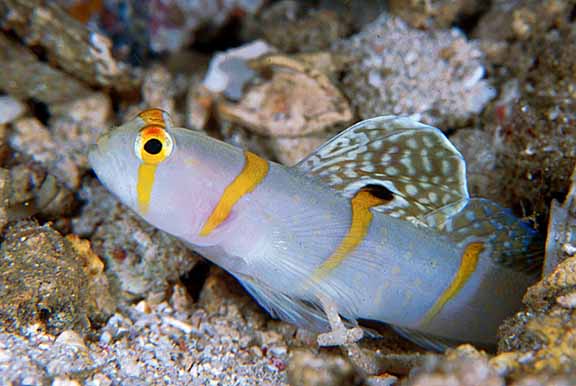 Amblyeleotris randalli