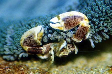 Neopetrolisthes maculata