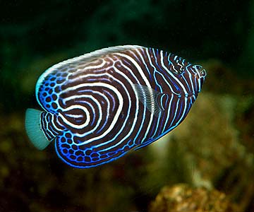 Pomacanthus imperator