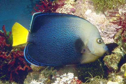 Chaetodontoplus caeruleopunctatus