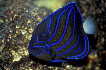 Pomacanthus annularis