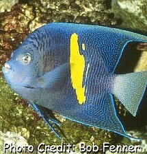 Pomacanthus maculosus