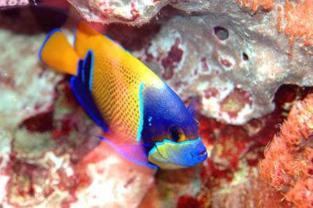 Pomacanthus navarchus