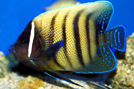 Pomacanthus sexstriatus