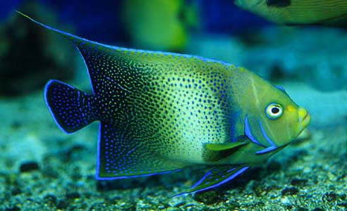 Pomacanthus semicirculatus