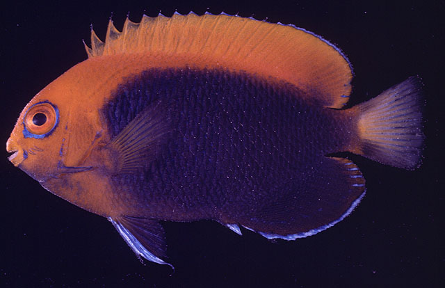 Centropyge acanthops
