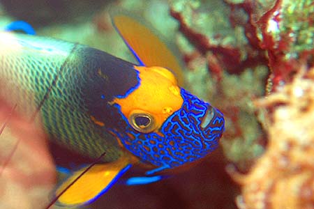 Pomacanthus xanthometopon