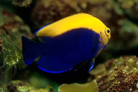 Centropyge aurantonotus