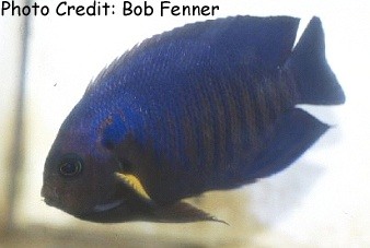 Centropyge flavipectoralis