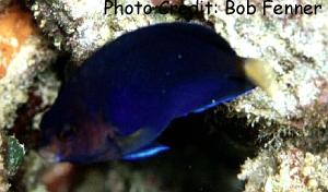 Centropyge flavicauda