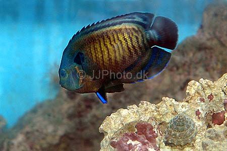 Centropyge multispinis