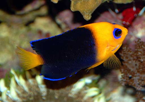 Centropyge joculator