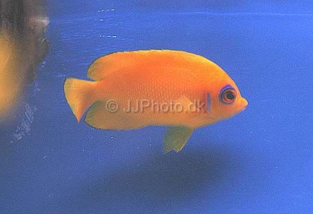 Centropyge flavissimus