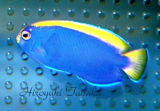 Centropyge resplendens