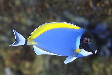 Acanthurus leucosternon