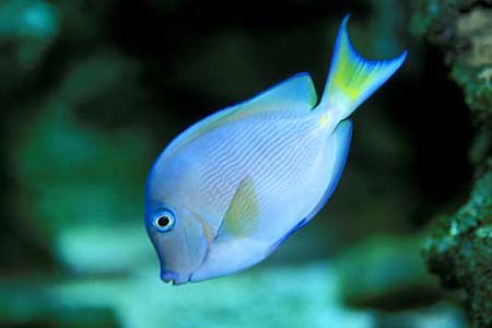Acanthurus coeruleus
