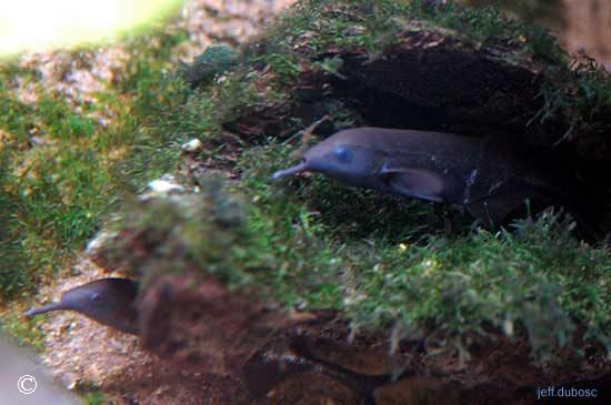 Gnathonemus petersii