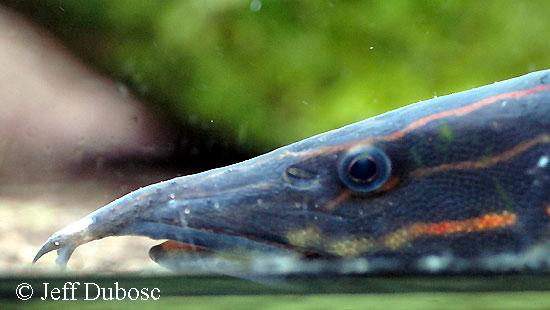 Mastacembelus erythrotaenia