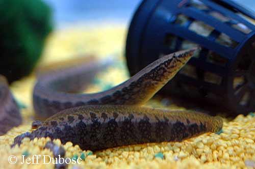 Macrognathus circumcinctus