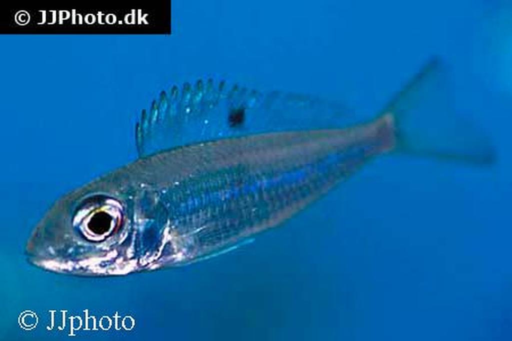 Ectodus sp. "descampsi ndole"