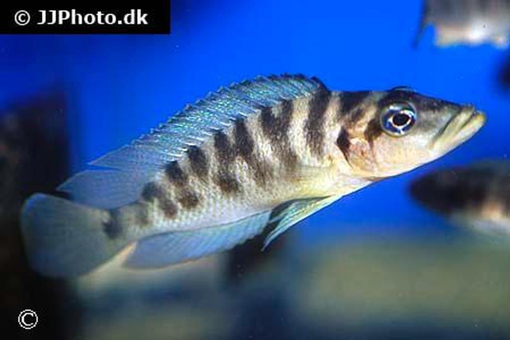 Neolamprologus fasciatus