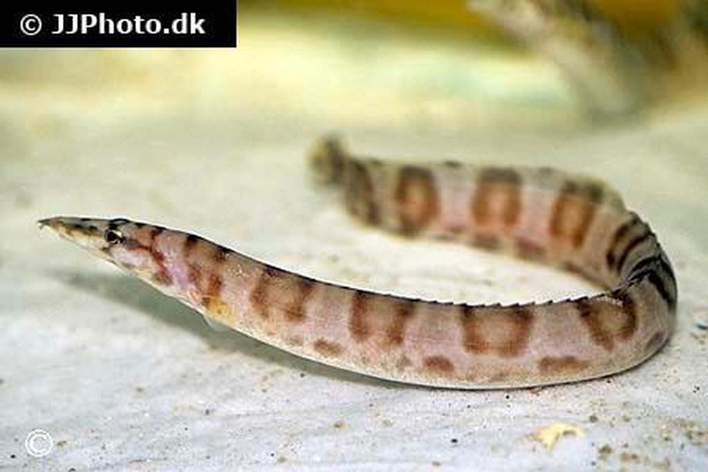 Mastacembelus elipsifer