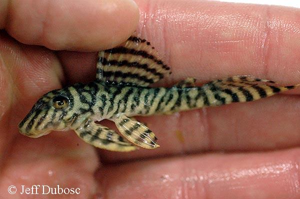 Hypancistrus sp. L401, Alenquer