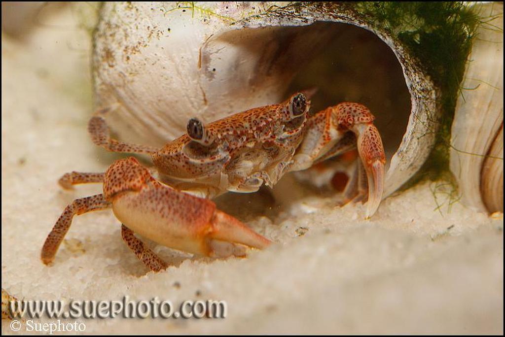 Potamonautes (Platyhelphusa) maculata