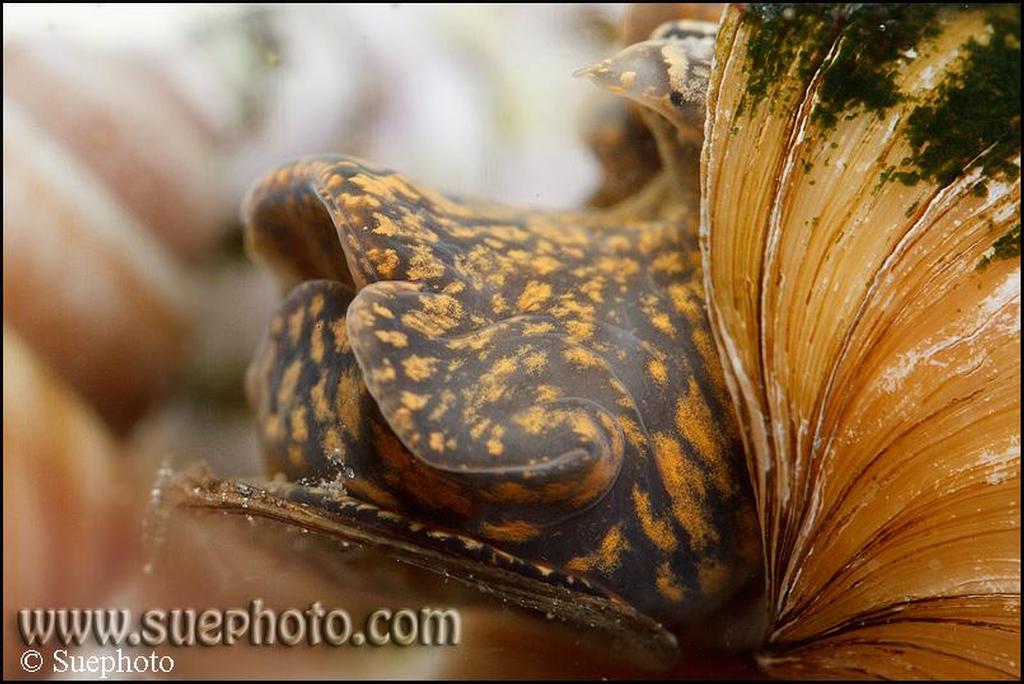 Neothauma tanganyicense