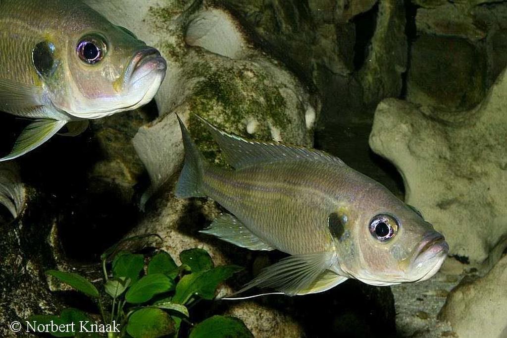Greenwoodochromis bellcrossi