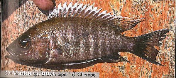 Aulonocara sp. "brown piper"