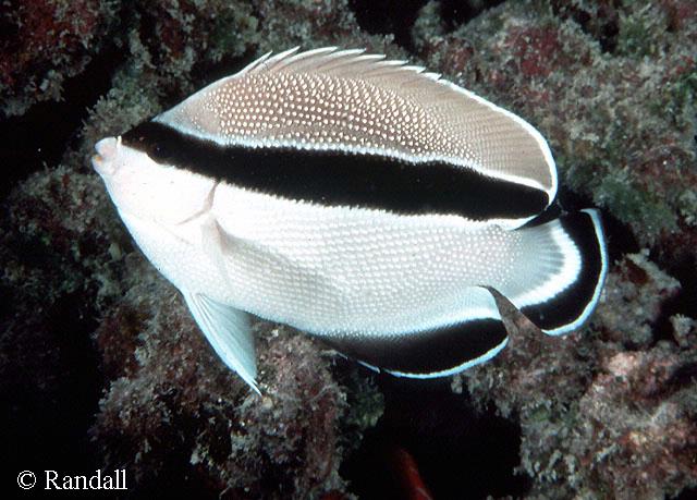 Apolemichthys arcuatus