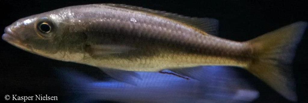 Rhamphochromis sp. Lake Chilingali